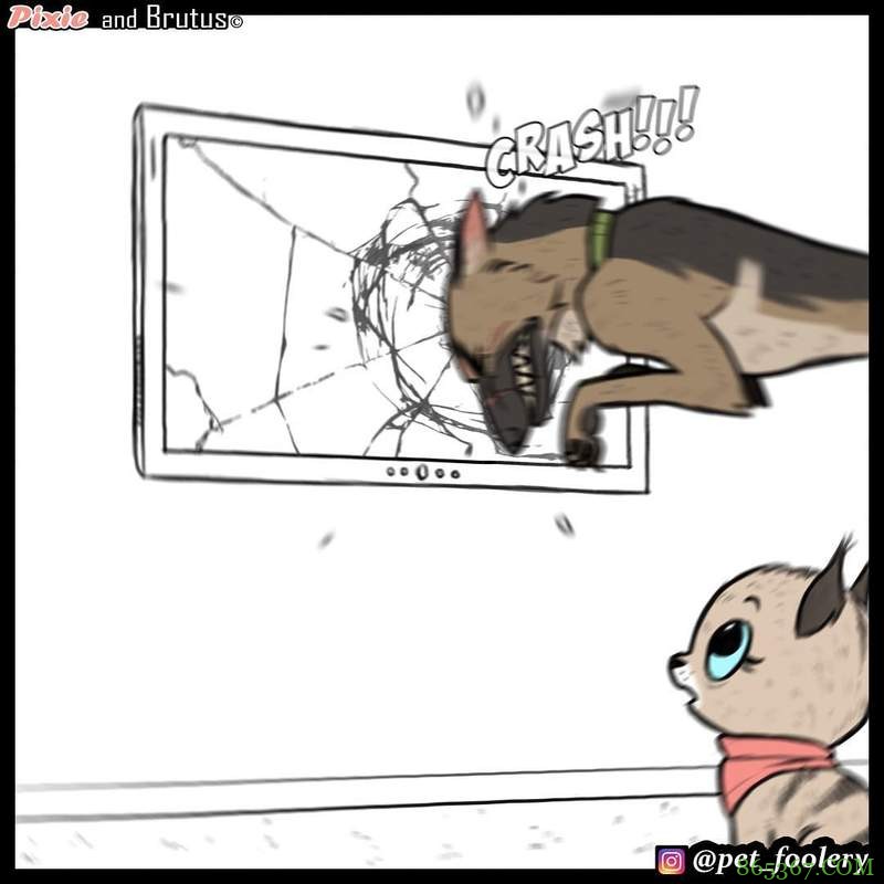 动物漫画《退役军犬与小猫咪》最新故事 布鲁托为猫咪操碎了心