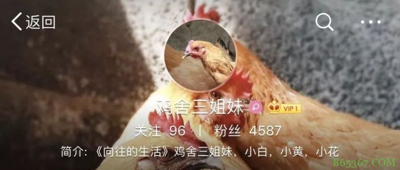 《向往的生活3》黄磊何炅用刘宪华“换”张子枫、四只狗和一头牛？真相来了。