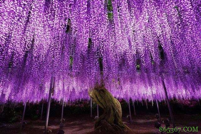 《鬼灭之刃》票房飙升 五大原型取景地成网红景点